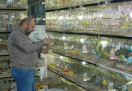 Muhabbet kuşlarına yoğun ilgi var