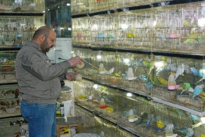 Muhabbet kuşlarına yoğun ilgi var