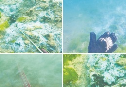 "Müsilaj nedeniyle denizde yengeç ölümleri ve çürüme var"