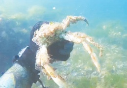 Müsilajın deniz altındaki tahribatı görüntülendi