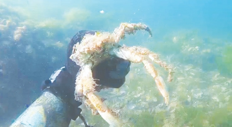 Müsilajın deniz altındaki tahribatı görüntülendi
