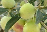 Mut, zeytin ve zeytinyağında altın yılını yaşıyor