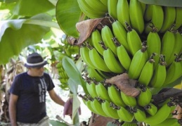 Muzda sıcak hava bereketi