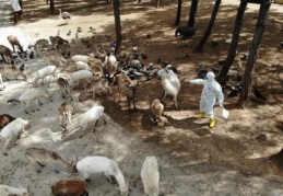 Nadia korona virüs oldu, Hayvanat Bahçesi'nde tedbirler arttırıldı