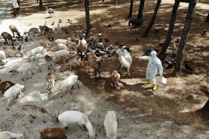 Nadia korona virüs oldu, Hayvanat Bahçesi'nde tedbirler arttırıldı