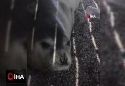 Nadir görülen beyaz fok balığı Bodrum koylarını mesken tuttu
