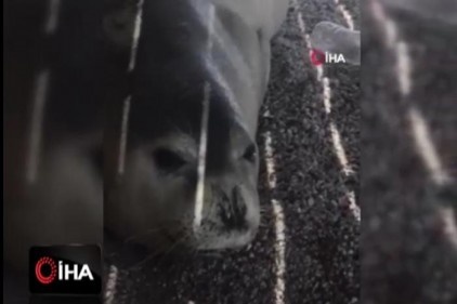 Nadir görülen beyaz fok balığı Bodrum koylarını mesken tuttu