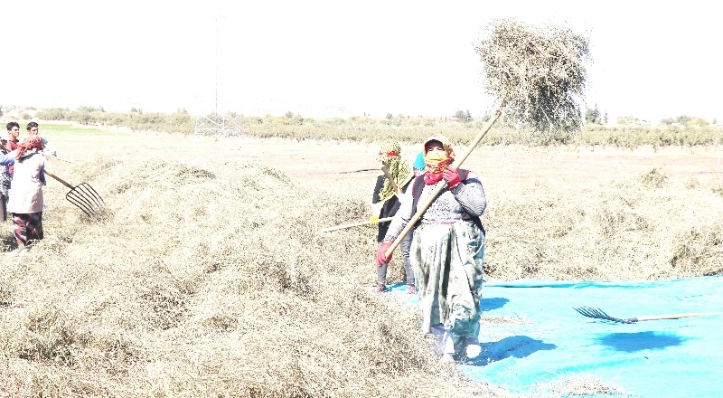“Nane ihtiyacının yüzde 70’ini Nizip karşılıyor”
