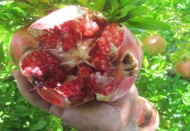 Nar ekşisi, "Yaylacık Narı"ndan yapılır 