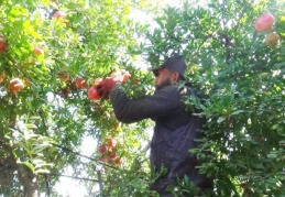 Nar hasadı başladı