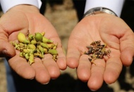 Narenciye iç piyasaya ancak yetecek