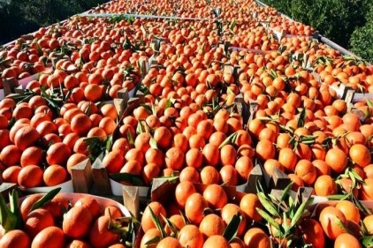 Narenciyenin kurtuluşu uzun hasatta