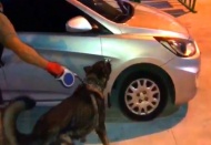 Narkotik köpeği Bady bagaja saklanan 23 kilo esrarı buldu 