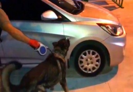 Narkotik köpeği Bady bagaja saklanan 23 kilo esrarı buldu 
