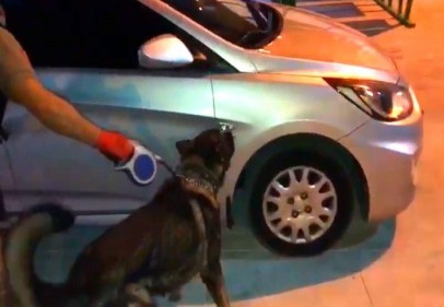 Narkotik köpeği Bady bagaja saklanan 23 kilo esrarı buldu 