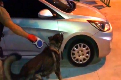 Narkotik köpeği Bady bagaja saklanan 23 kilo esrarı buldu 