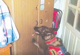 Narkotik köpeği Oskar tepki verdi, jandarma buldu