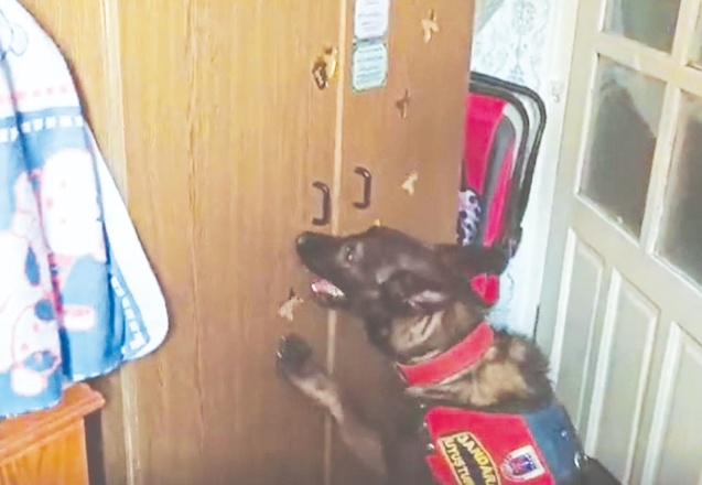 Narkotik köpeği Oskar tepki verdi, jandarma buldu