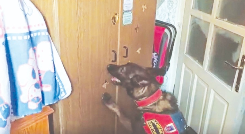 Narkotik köpeği Oskar tepki verdi, jandarma buldu