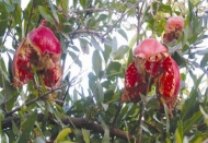 Narlar çatır çatır çatlıyor