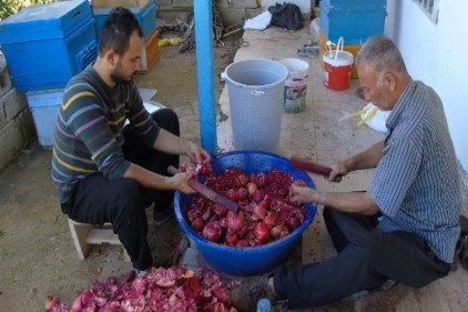 Narlar zahmetli yolculuğun ardından sofraları süslüyor 