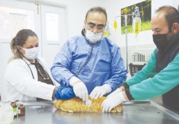 Nefes alamayan kedinin tedavisi sürüyor