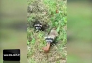 Nesli tehlike altında olan alacasansarları elleriyle besliyor