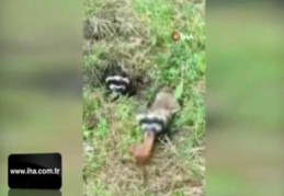 Nesli tehlike altında olan alacasansarları elleriyle besliyor
