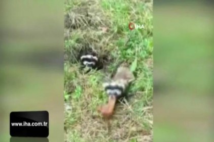 Nesli tehlike altında olan alacasansarları elleriyle besliyor