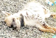 Nesli tükenme tehlikesi altındaki sırtlanı öldürdüler