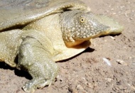 Nesli tükenme tehlikesindeki kaplumbağa balıkçı ağına takıldı