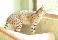 Nesli tükenme tehlikesindeki vahşi kediye eş aranıyor