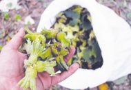 New York Times: Suriyeli mültecilerin fındık bahçelerinde emeği sömürülüyor 