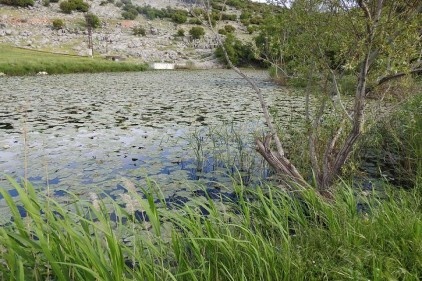 Nilüfer (Lotus) mevsimi