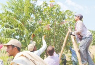 Nizip’te boz fıstık hasadı başladı