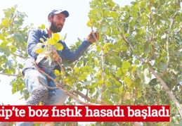 Nizip’te boz fıstık hasadı başladı