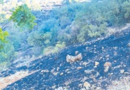 Nizip’te 150 dönüm ormanlık arazi kül oldu