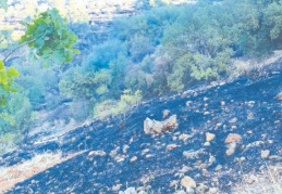 Nizip’te 150 dönüm ormanlık arazi kül oldu