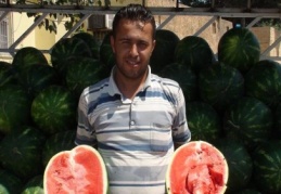 Nizip'te karpuz 40 kuruşa düştü