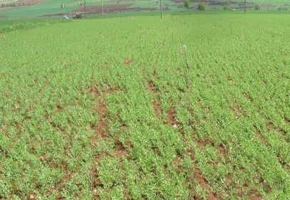 Nohutta yüksek rekolte bekleniyor