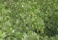 Nohutta yüksek rekolte beklentisi var 