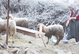 Nurdağı'nda 605 saat sonra 5 koyun sağ çıkarıldı