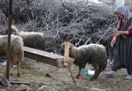 Nurdağı'nda 605 saat sonra 5 koyun sağ çıkarıldı