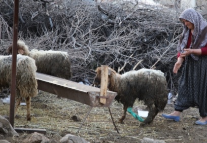 Nurdağı'nda 605 saat sonra 5 koyun sağ çıkarıldı