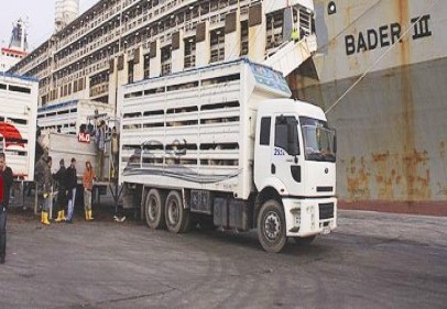 Ocak ithalatının %79'unu 4 il yaptı