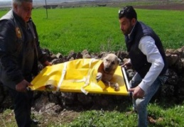 Öğrenci servisi köpeğe çarptı