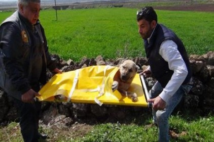 Öğrenci servisi köpeğe çarptı