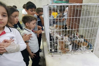 Öğrenciler biriktirdikleri harçlıklar ile sokak hayvanları için mama aldı 