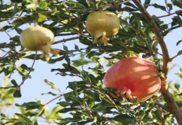 Oğuzeli narı tescillendi