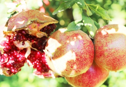 Oğuzeli'nde 2021 yılında 400 ton Türk Marka Kurumu tarafından tescillenerek, Oğuzeli Nar'ı işlendi